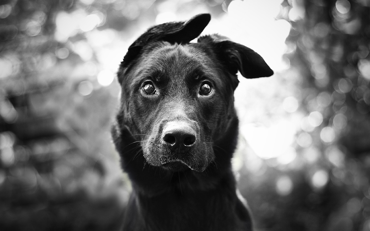 1xBet Bonus Buy Slots – Buy the Bonus Feature Directly